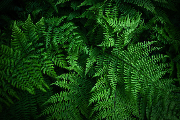 ABOUT SUPERVISION. Patrick Large Ferns